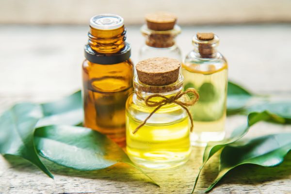 Tea tree essential oil in a small bottle. Selective focus. nature.